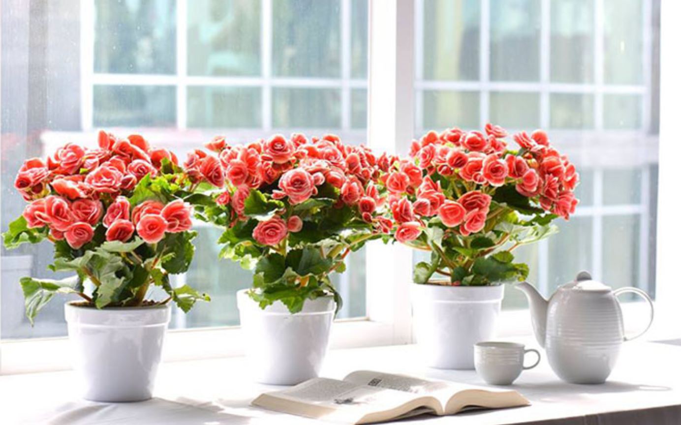 C&aacute;ch chăm s&oacute;c c&acirc;y Thu Hải Đường hiệu quả